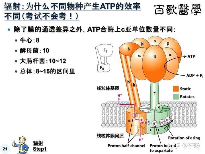 最后,如上图,其实还有一个影响因素,就是atp合酶上c亚单位数量不同