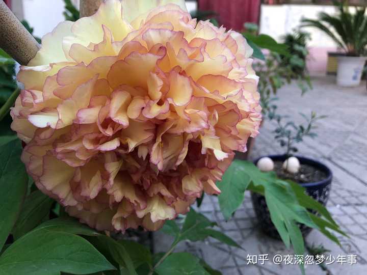 牡丹有哪些开花很漂亮的品种?
