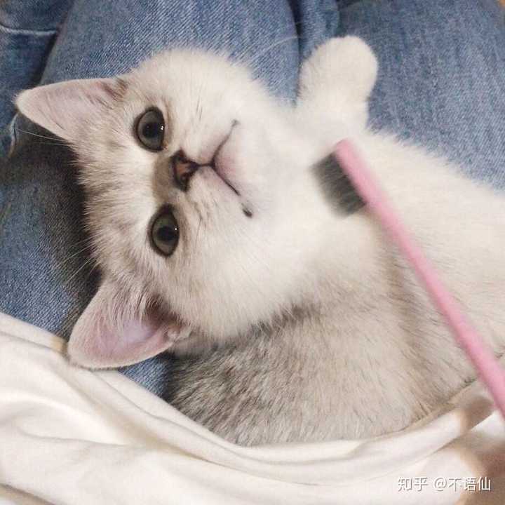 一只猫能可爱到什么程度?