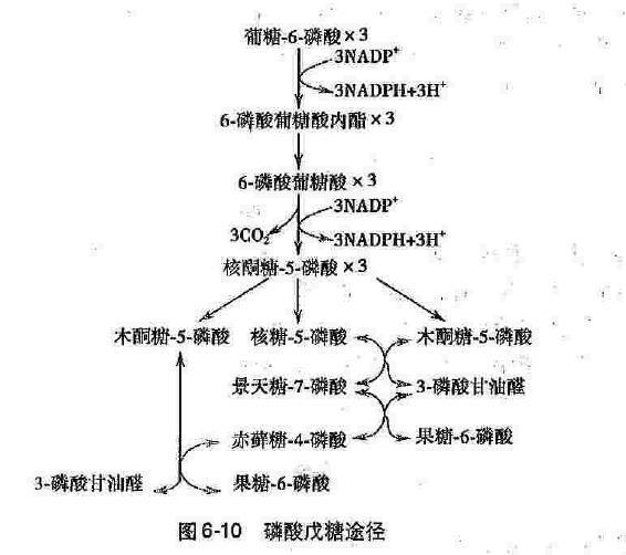 异生过程中,葡萄糖-6-磷酸经葡萄糖-6-磷酸酶催化,发生磷酸酯水解反应