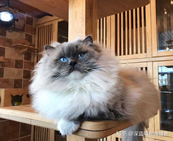 大神帮我看看这布偶长大会变成黑脸吗?目前不到俩月?