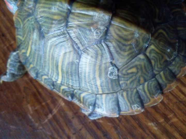 巴西龟龟壳边缘好像蜕皮一样,一层白色薄膜,像很薄的塑料一样,但是我