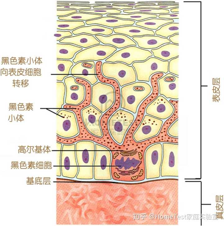 黑色素的合成与转运