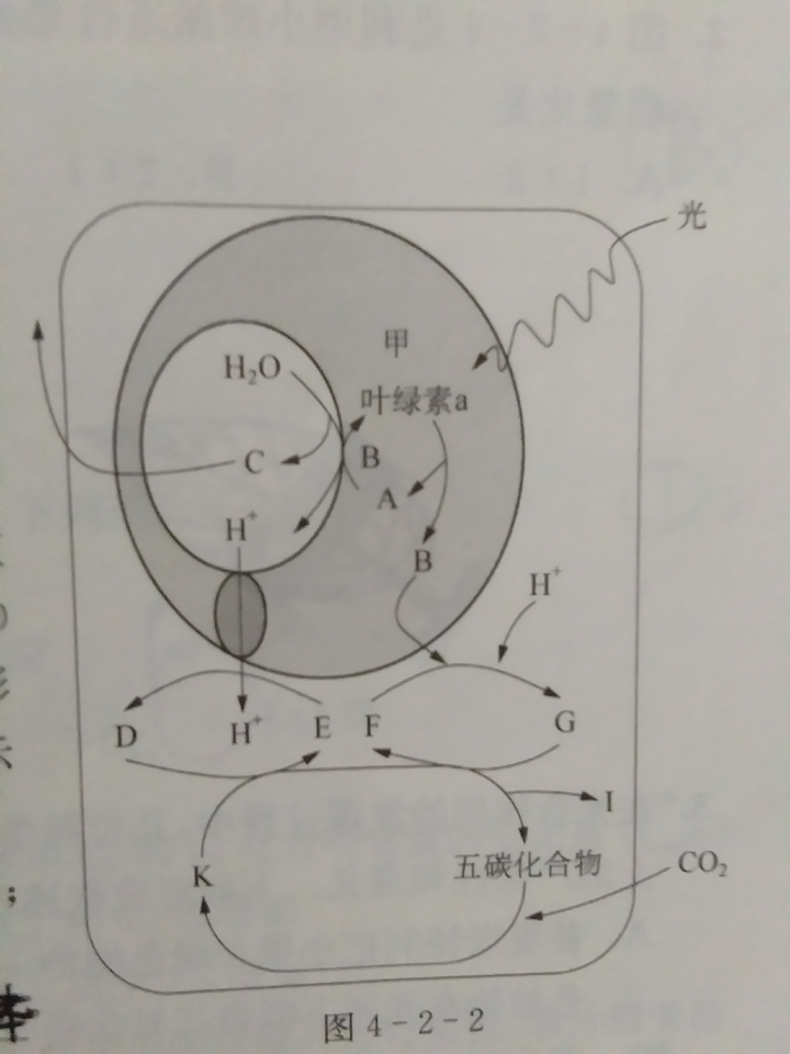 其实最主要答主是没有搞清楚各种反应的图吧,只要把光合作用和呼吸