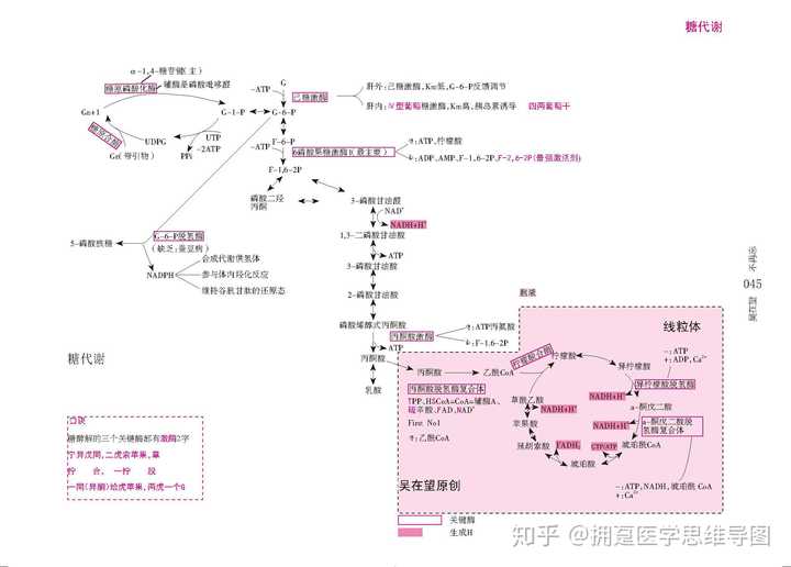 生化思维导图生物化学思维导图糖代谢过程思维导图