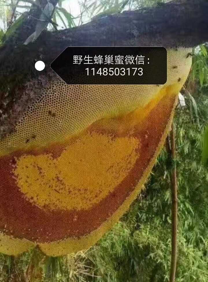 我这有缅甸的野生蜂巢蜜,带巢发货,分为大挂蜜和小挂蜜两种.