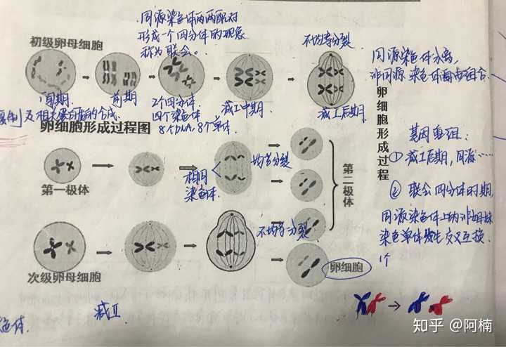 同源染色体分离,姐妹染色单体互换的具体过程,及原因?