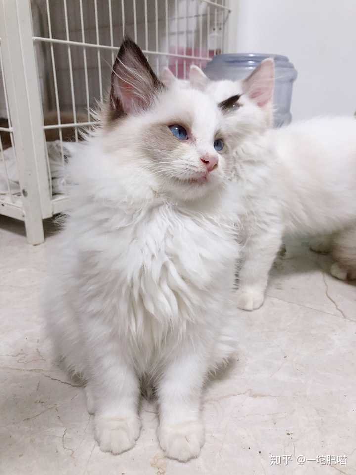布偶猫的显著特征:蓝眼睛,杏仁型的眼睛,楔形的头,大大的围脖,中长度