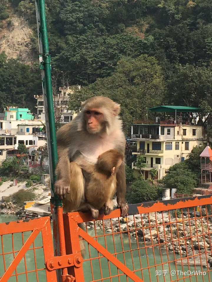 但猴子们肯定不这么想