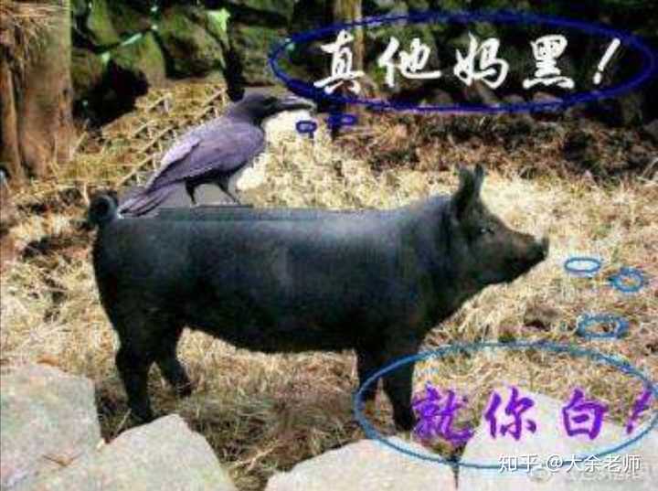 看到是浙江我就想到浙江卫视,想到浙江卫视我就想到了乌鸦站在猪背上