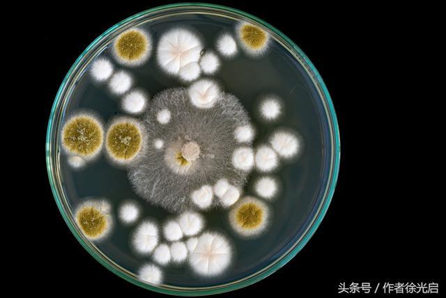 细菌培养皿,图片来源于rd.com