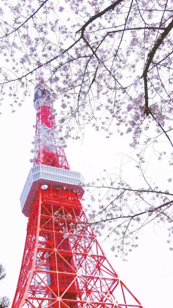 想登上东京铁塔俯瞰樱花美景的话,切记提前在klook上预订好门票,下载