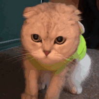 有的男生脑子里可能就觉得喜欢一个人并不代表要换头像才算是喜欢你