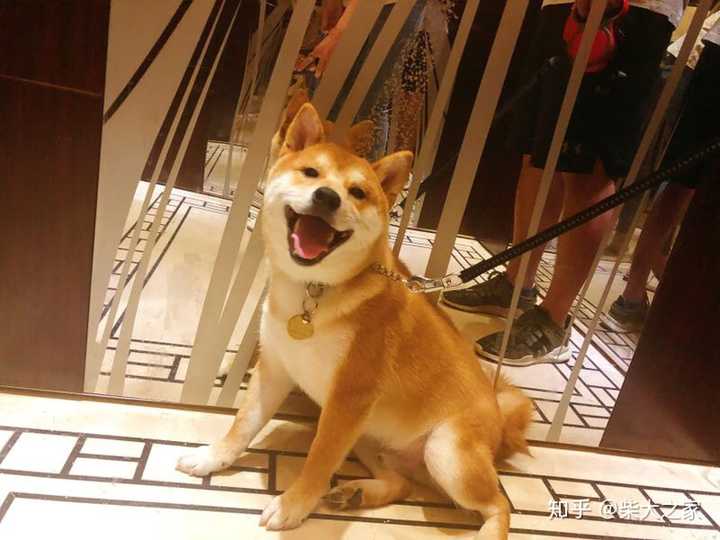 金毛和柴犬比,哪个更合适?