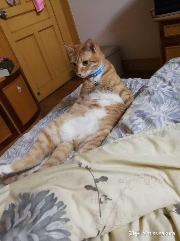 狸花猫养棕狸还是橘猫?