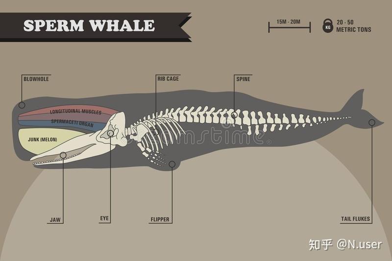 骨头应该不会先被分解吧 所以我去查了一下抹香鲸的骨架 嗯,抹香鲸的