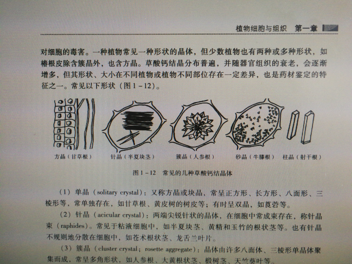 如图,做桂花盐胁迫时,观察叶片超微结构,在细胞核中看见这样的块状的