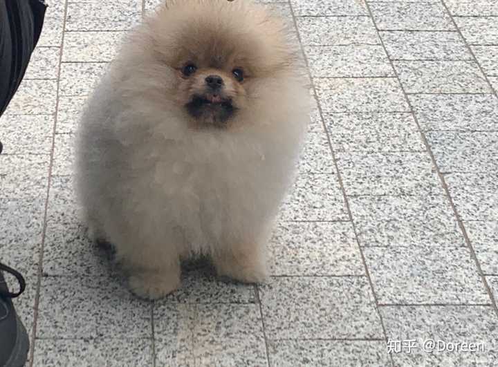 花了2800买了一只小体的球形博美,现在博美四个月了,已经长到5斤了