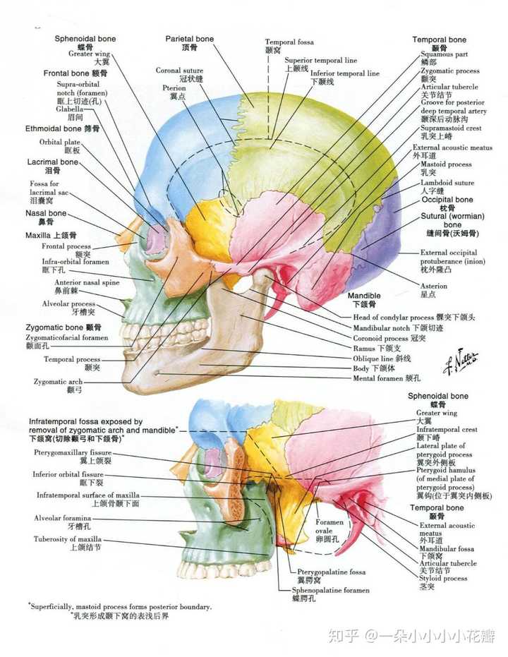 1989年出版《人体解剖图谱》(atlasofhumananatomy),该书最终成为