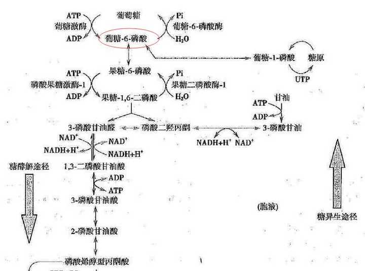 葡糖6磷酸在糖代谢中的地位?