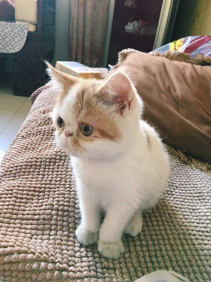 「养猫青年越来越多」是错觉吗,如果是现实的,又是什么原因在驱动这一