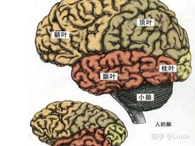 人的大脑和动物的大脑有什么区别?