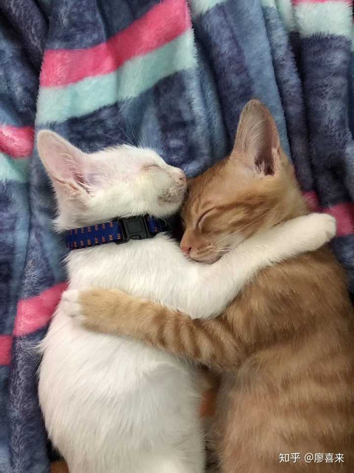 大家有可爱的猫猫抱在一起睡觉的视频或图片嘛?