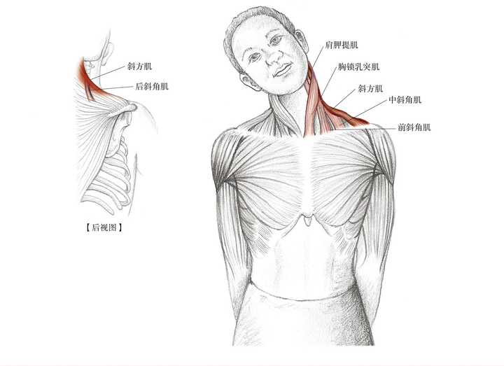 前后转圈甩式动作是很好的肩关节热身拉伸运动嘛好的肩部拉伸动作和