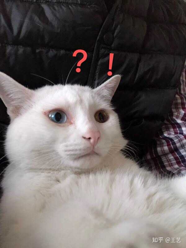 壁纸 动物 狗 狗狗 猫 猫咪 小猫 桌面 600_800 竖版 竖屏 手机