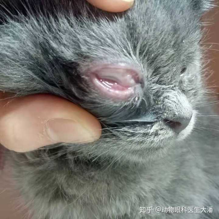 这是一只感染了猫鼻支的猫咪,这是治疗第一天.