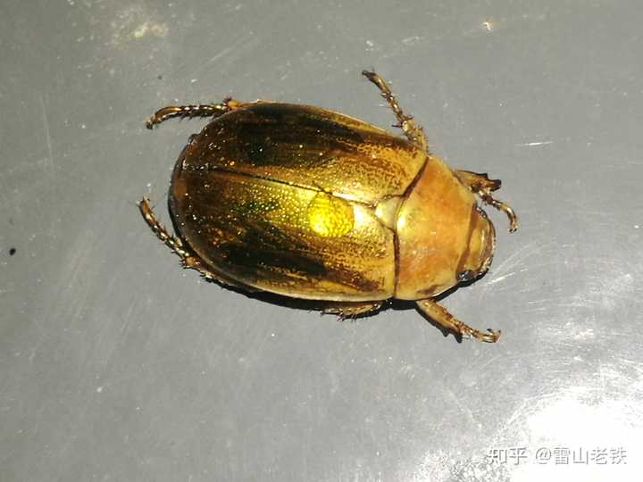 黄艳金龟