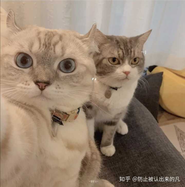 有什么猫狗的情侣头像?