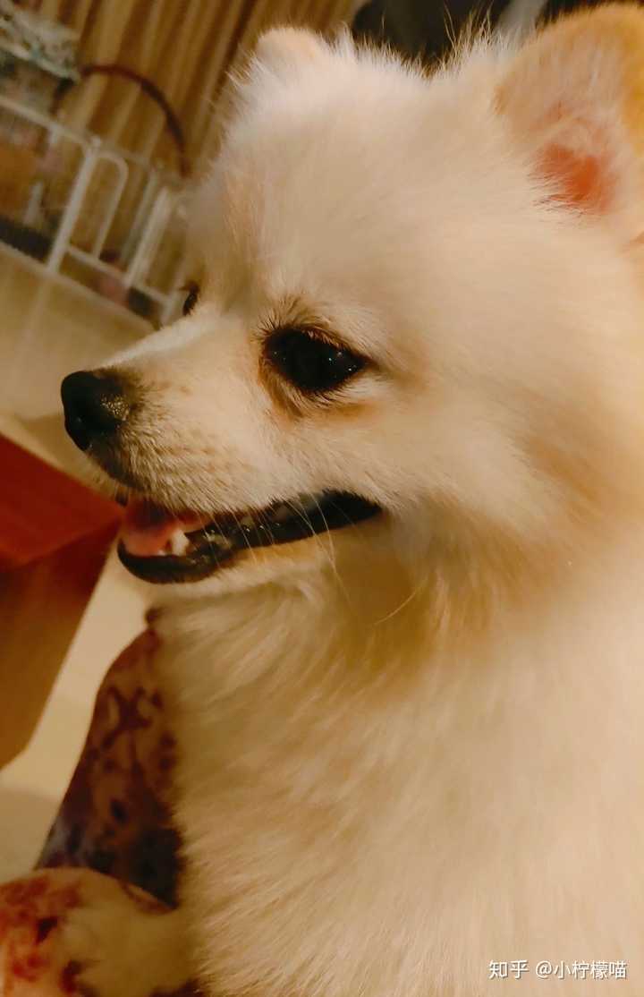 有哪些狗狗小奶狗时期和长大后的对比照片值得分享?
