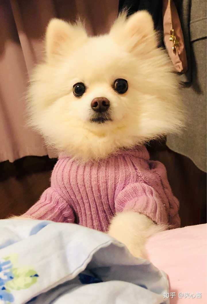 博美的尴尬期是怎样的,求图.