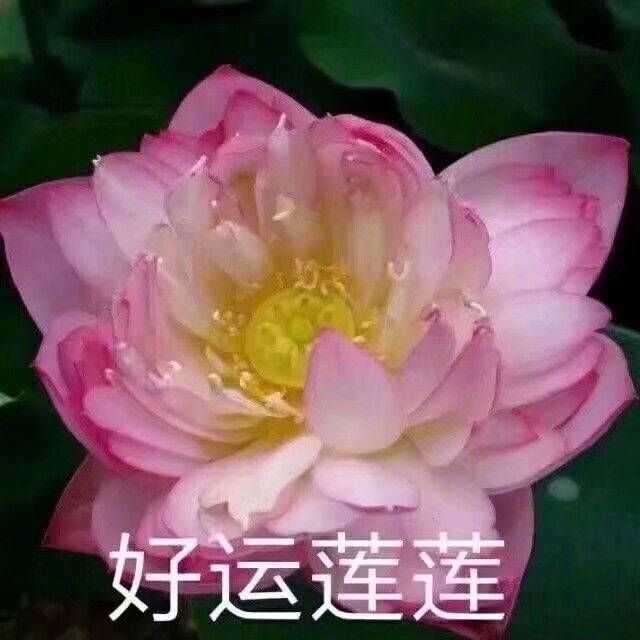有哪些适合中年人用的头像?