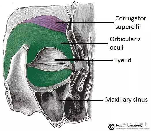 ①颅顶组织包括5层:皮肤,浅筋膜,颅顶肌与帽状腱膜,腱膜下疏松结缔