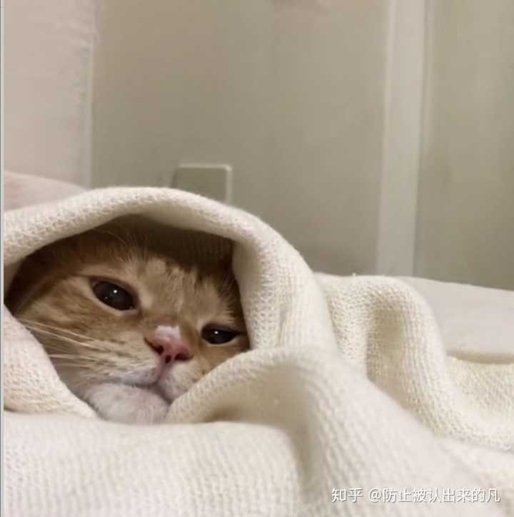 有什么猫狗的情侣头像?