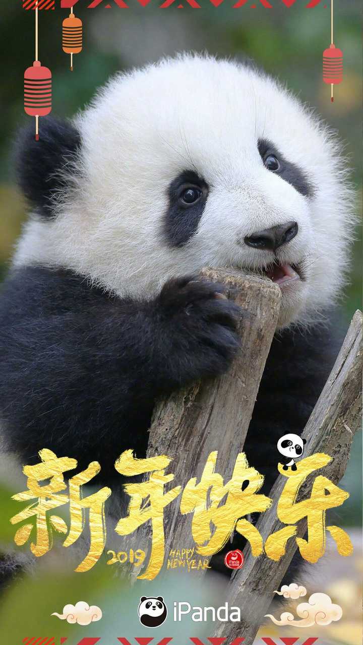 如何评价大熊猫的颜值?