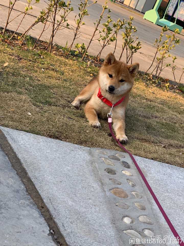 为什么中国很少有人遛柴犬?