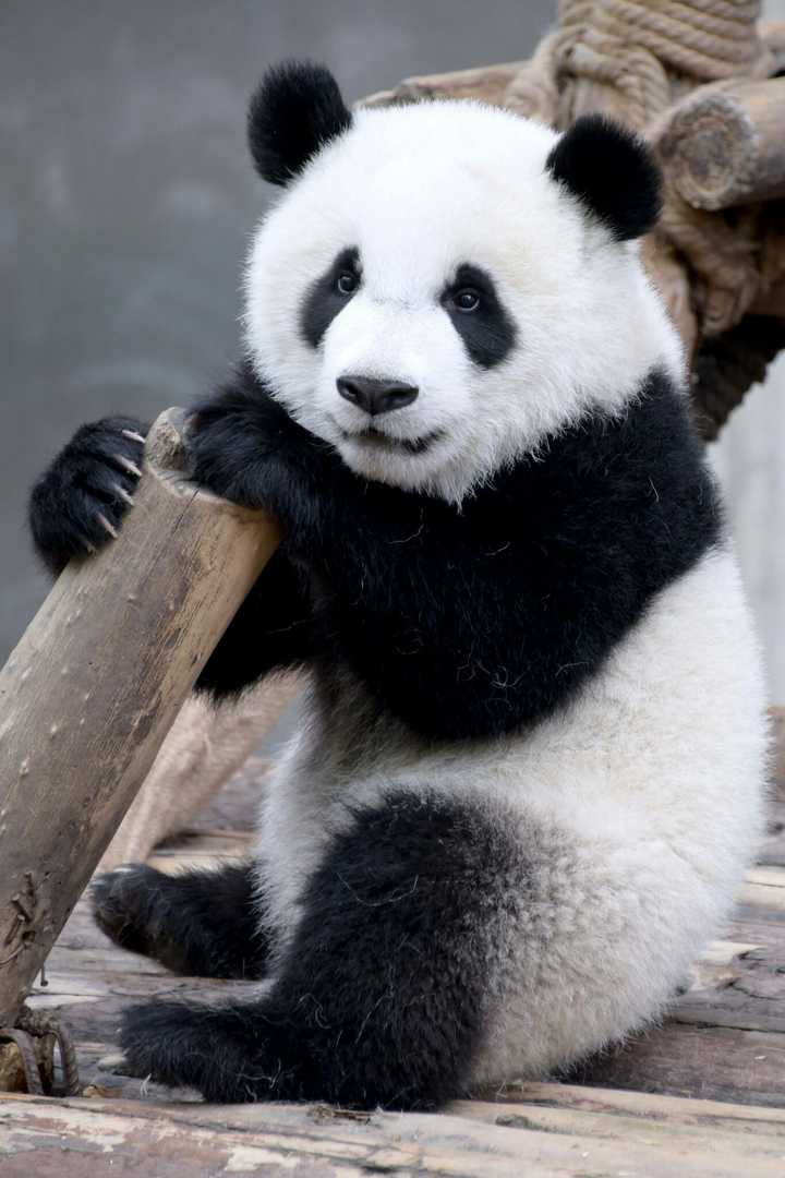 如何评价大熊猫的颜值?