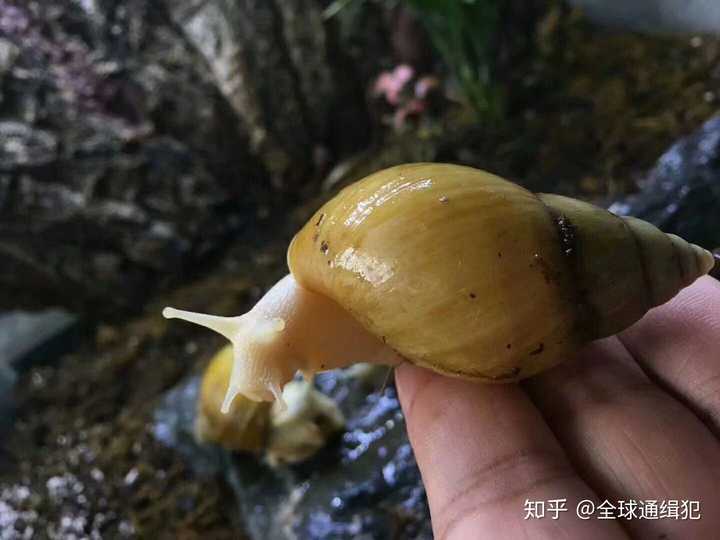 蜗牛喜欢的食物是什么