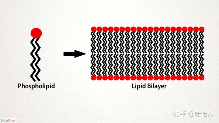 细胞的磷脂双分子层