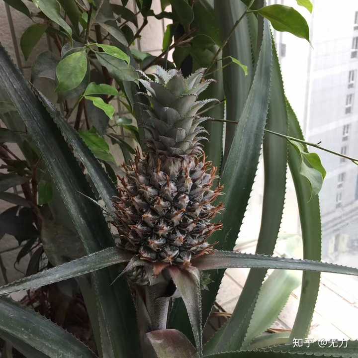 怎么在家里自己种菠萝?