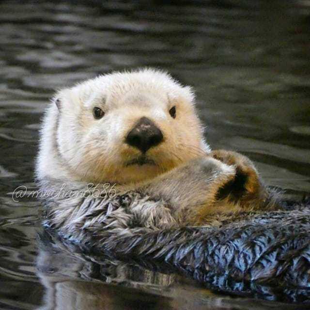 十四脸懵逼 他们是有区别的 水獭可以当宠物 海獭.