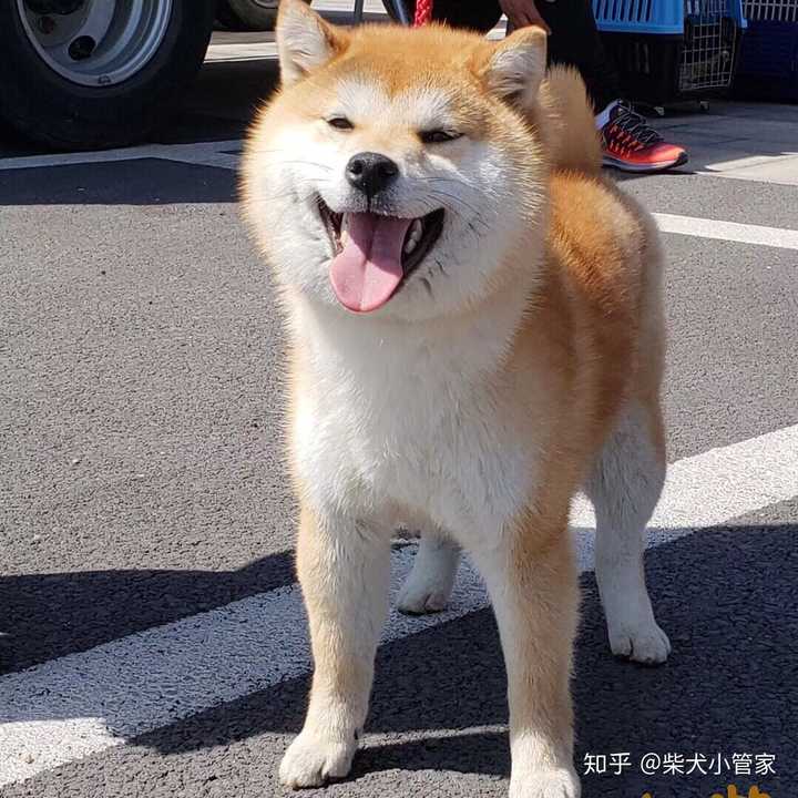 柴犬小管家 日保会柴犬审查员 发布于 2019-02-09 赞同 添加评论 分享