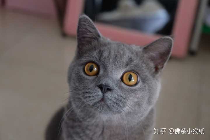 蓝猫多大会发腮?我家丸子已经五个月了,看起来脸还是瘦瘦的?