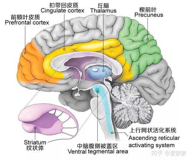 至少有四个区域发生了异常,分别是: 前额叶皮层,前扣带回皮层,海马区