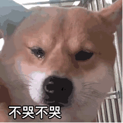 你有什么好玩的gif表情包?