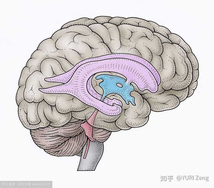 脑室的三维结构图(紫色表示两个侧脑室,蓝色表示第三脑室,红色