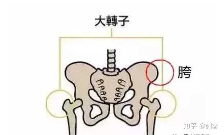 瘦大腿(前侧和内侧),还有点假胯宽,请问泡沫轴是必须的吗?